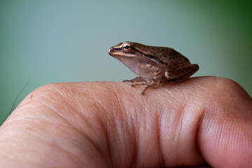Polypedates leucomystax is a species in the shrub frog family Rhacophoridae. It is known under numerous common names, including common tree frog, four-lined tree frog, golden tree frog[2] or striped t