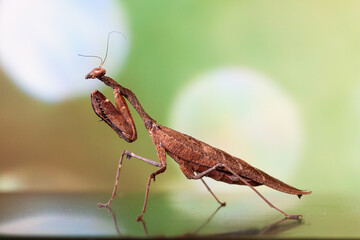 The European mantis (Mantis religiosa) is a large hemimetabolic insect in the family of the Mantidae