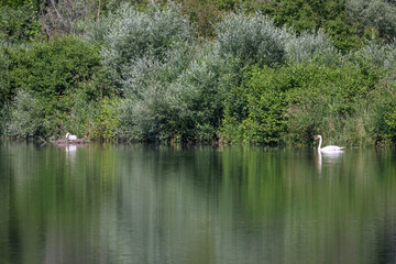 ein Schwan sitzt am Nest und brütet, der zweite schwimmt Richtung Nest