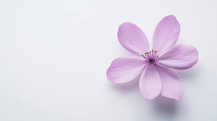 Obraz premium A single pink flower is the main focus of the image
