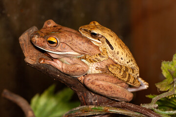 Polypedates leucomystax is a species in the shrub frog family Rhacophoridae. It is known under numerous common names, including common tree frog, four-lined tree frog, golden tree frog[2] or striped t
