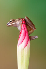 Fototapeta premium Polypedates leucomystax is a species in the shrub frog family Rhacophoridae. It is known under numerous common names, including common tree frog, four-lined tree frog, golden tree frog[2] or striped t