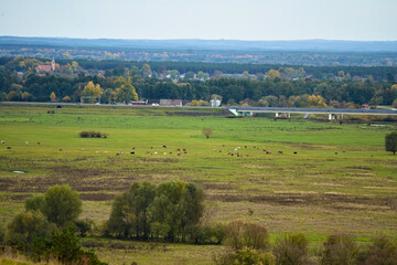 Fototapeta premium Rural view of a herd of cows in green pasture.
