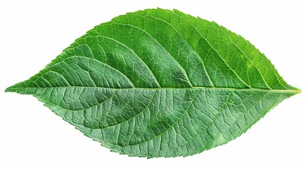 Obraz premium Close-up of a single vibrant green leaf, showcasing intricate vein patterns.