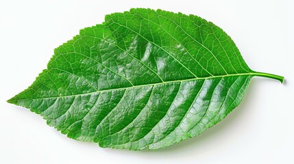 Obraz premium Single Vibrant Green Leaf Isolated on White Background, Detailed Veins Visible