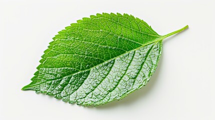 Fototapeta premium Single vibrant green leaf with serrated edges, detailed veins, and a slender stem.