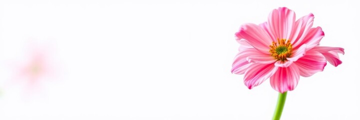 A vibrant pink flower with a long, delicate green stem, stem, floral, vibrant