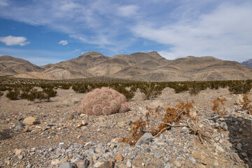 Cotton top cactus in Death Valley National Park, California