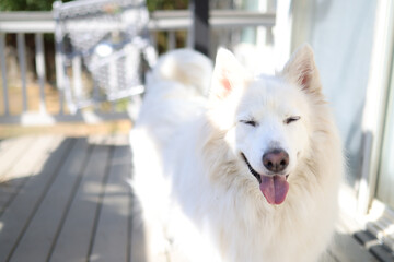 portrait of a happy white dog