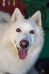 portrait of a white dog