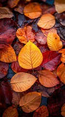 Autumn leaves create a colorful blanket on the ground, showcasing vibrant shades of red, orange, and yellow in a serene natural setting during fall