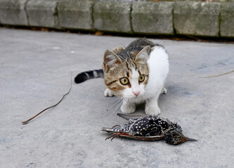 A feral street cat engaging with a captured starling on urban pavement, showcasing raw animal instincts and predatory behavior.