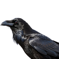 Fototapeta premium Close-Up of a Raven's Head isolated on transparent background cutout, Png, Cutout