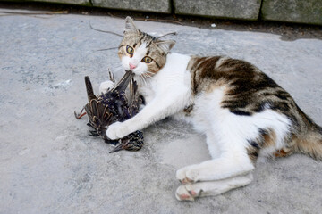 A feral street cat engaging with a captured starling on urban pavement, showcasing raw animal instincts and predatory behavior. Feral cats in Istanbul.