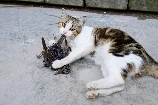 A feral street cat engaging with a captured starling on urban pavement, showcasing raw animal instincts and predatory behavior. Feral cats in Istanbul.