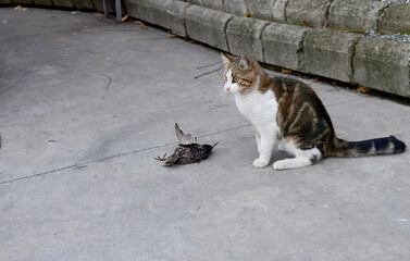 A feral street cat engaging with a captured starling on urban pavement, showcasing raw animal instincts and predatory behavior.