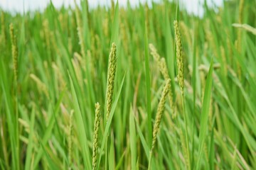 Close-up of green rice plants in a lush paddy field
