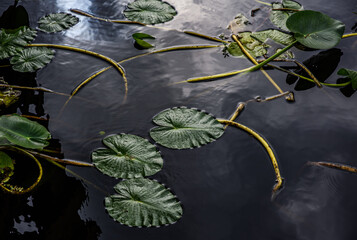 plant in the water
