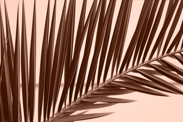 Obraz premium Creative wallpaper with palm leaf pattern in color 2025 year. Calm relaxing travel background with tropical leaves. Minimalist design. Invitation card. Soft focus. Mocha Mousse.