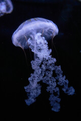 jellyfish swims in a dark aquarium