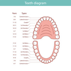 Diagram of human teeth with symbols. Dental medical vector illustration.