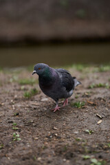 common pigeon looks into the camera