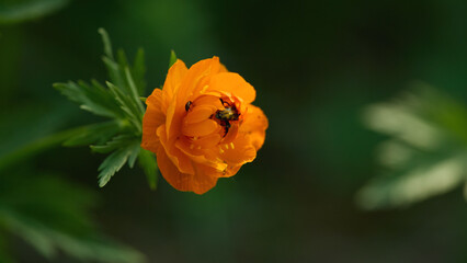 Orange flower with detailed petals and a beetle inside
