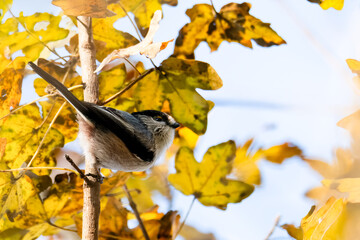 Un codibugnolo (Aegithalos caudatus) appollaiato su un ramo verticale si guarda intorno in una...