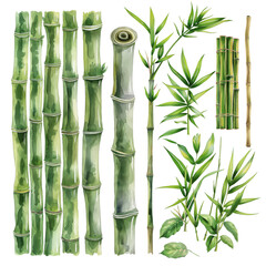 Obraz premium A set of bamboo plants with different sizes and shapes