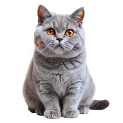 Obraz premium Different Types of Cat PNGs - Transparent Background Cat Illustrations