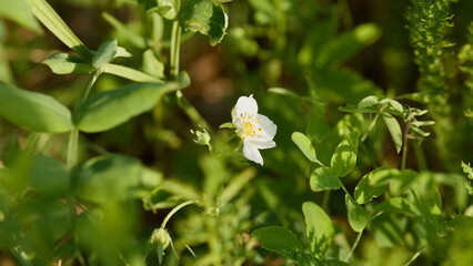 White wildflower amidst lush green foliage