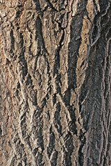 Grunge dark wooden texture background
