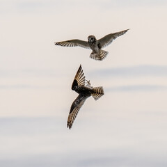 A pair of Short-Eared Owls flying in conflict
