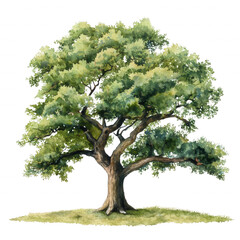 A large tree with green leaves is the main focus of the image