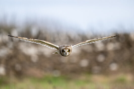 Short-Eared Owl in flight hunting over a meadow
