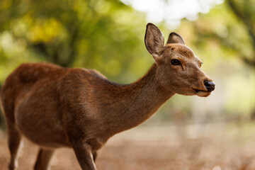 Fototapeta premium A Curious Deer in its Natural Habitat, exploring the serene landscape of the woods