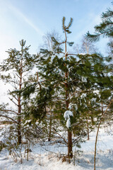 Coniferous trees in a snowy forest on a day