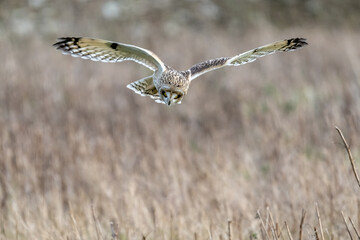 Short-Eared Owl in flight hunting over a meadow
