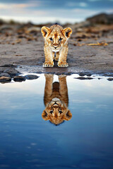 minimal photostock of a  Lion cub looking the reflection of an adult lion in the water , isolated on white background,  , copy space, copy space for text,