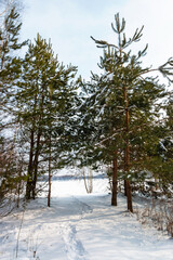 Coniferous trees in a snowy forest on a day