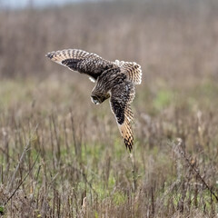 Short-Eared Owl in flight hunting over a meadow
