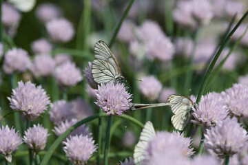 White butterflies resting on blooming pink chive flowers among green stems