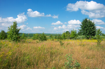 Fototapeta premium green meadow and blue sky with clouds in summer