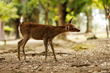 A Graceful Deer in Nature Capturing a Serene Moment in the Beautiful Wild Environment