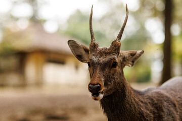 Fototapeta premium Behold the Majestic Deer in its Natural Habitat, showcasing the beauty of wildlife