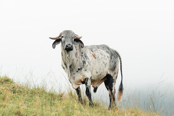 Photo of bull in the paddock