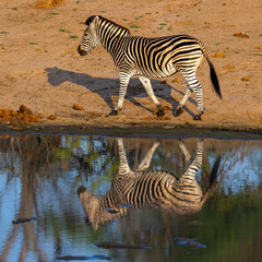 Zebra and reflection walking past water