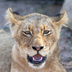 Lion Cub Portrait