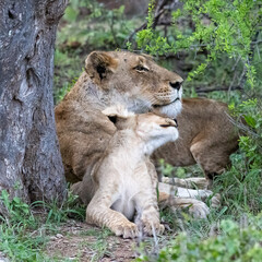 LIoness and Cub at Rest
