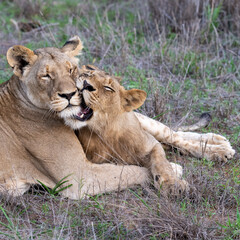 LIoness and Cub at Rest